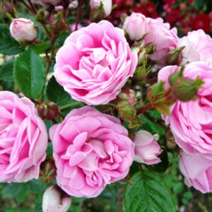 Cants Roses – Rose Specialists | Colchester, Essex